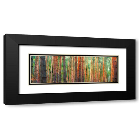 Colors of the Woods Black Modern Wood Framed Art Print with Double Matting by Pangea Images