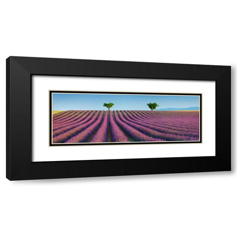 Lavender field, Provence, France Black Modern Wood Framed Art Print with Double Matting by Krahmer, Frank