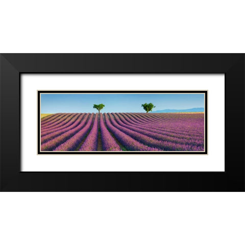 Lavender field, Provence, France Black Modern Wood Framed Art Print with Double Matting by Krahmer, Frank