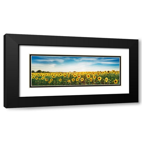 Sunflower field, Plateau Valensole, Provence, France Black Modern Wood Framed Art Print with Double Matting by Krahmer, Frank