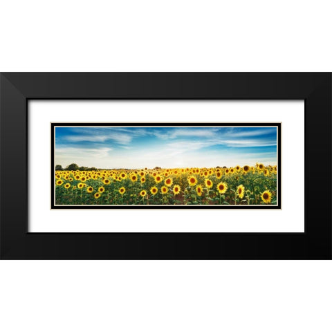 Sunflower field, Plateau Valensole, Provence, France Black Modern Wood Framed Art Print with Double Matting by Krahmer, Frank