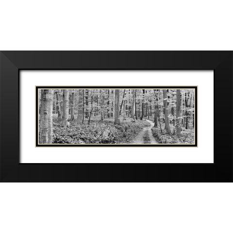 Beech forest, Germany Black Modern Wood Framed Art Print with Double Matting by Krahmer, Frank