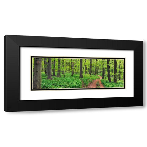 Beech forest, Germany Black Modern Wood Framed Art Print with Double Matting by Krahmer, Frank
