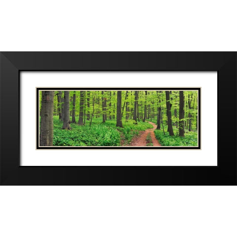 Beech forest, Germany Black Modern Wood Framed Art Print with Double Matting by Krahmer, Frank