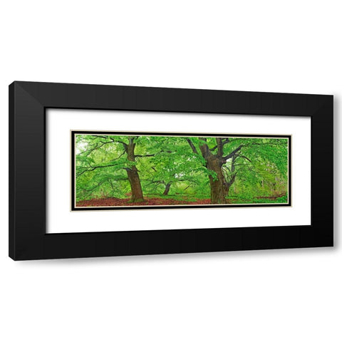 European beech, Kellerwald, Germany Black Modern Wood Framed Art Print with Double Matting by Krahmer, Frank