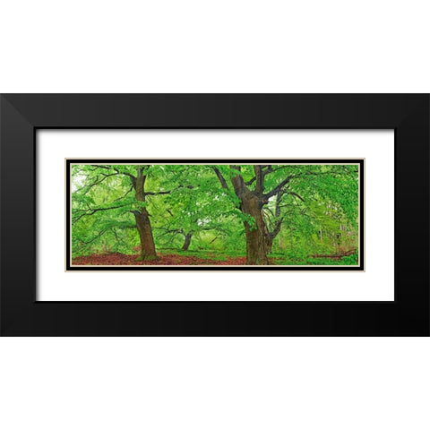 European beech, Kellerwald, Germany Black Modern Wood Framed Art Print with Double Matting by Krahmer, Frank