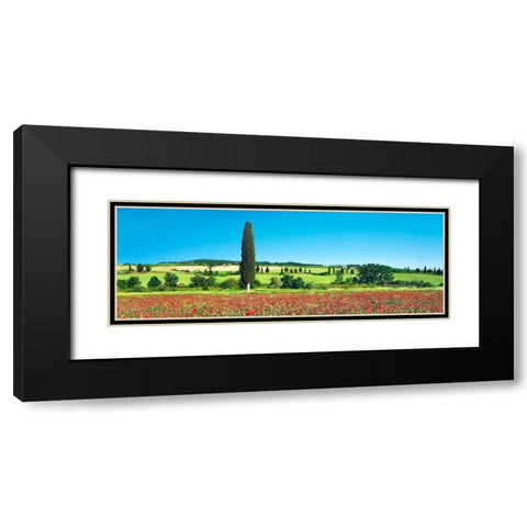 Cypress in poppy field, Tuscany, Italy Black Modern Wood Framed Art Print with Double Matting by Krahmer, Frank