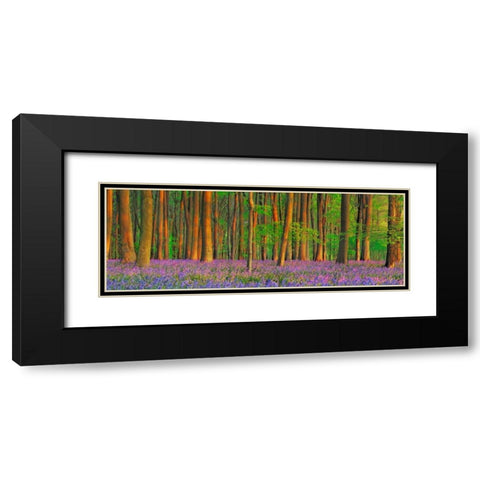 Beech forest with bluebells, Hampshire, England Black Modern Wood Framed Art Print with Double Matting by Krahmer, Frank