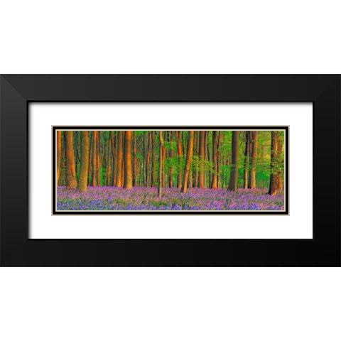 Beech forest with bluebells, Hampshire, England Black Modern Wood Framed Art Print with Double Matting by Krahmer, Frank