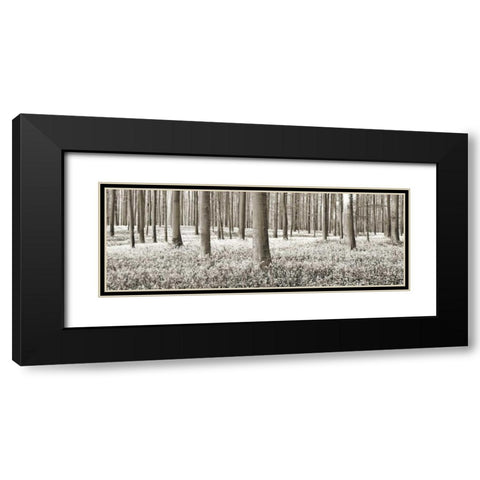 Beech forest with bluebells, Belgium Black Modern Wood Framed Art Print with Double Matting by Krahmer, Frank