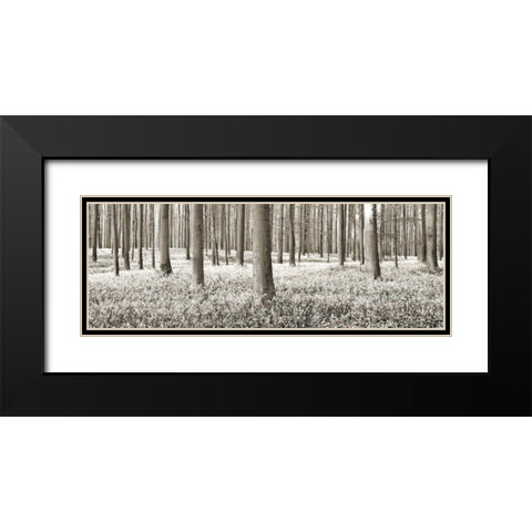 Beech forest with bluebells, Belgium Black Modern Wood Framed Art Print with Double Matting by Krahmer, Frank