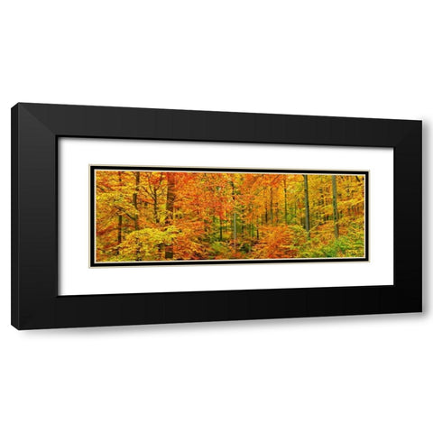 Beech forest in autumn, Kassel, Germany Black Modern Wood Framed Art Print with Double Matting by Krahmer, Frank