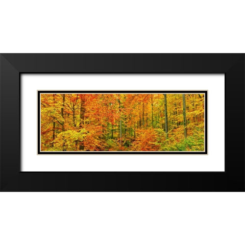 Beech forest in autumn, Kassel, Germany Black Modern Wood Framed Art Print with Double Matting by Krahmer, Frank