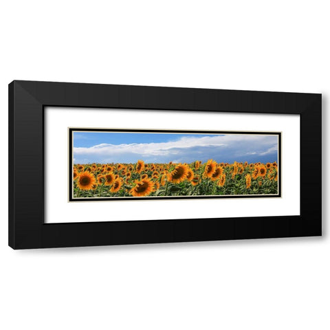 Girasoli in Val DOrcia Black Modern Wood Framed Art Print with Double Matting by Fulvio, Ferrua