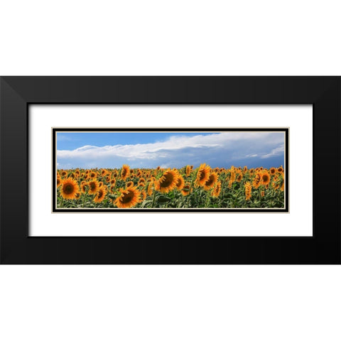 Girasoli in Val DOrcia Black Modern Wood Framed Art Print with Double Matting by Fulvio, Ferrua