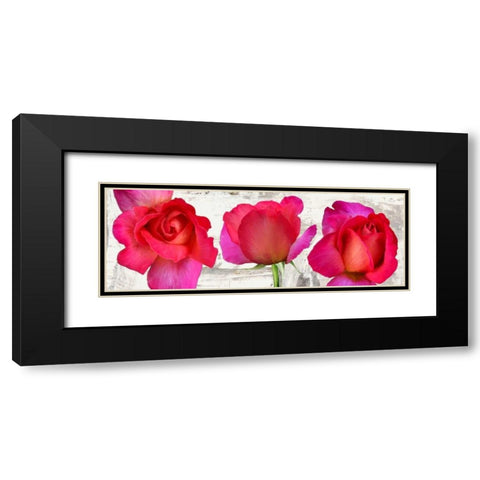 Spring Roses Black Modern Wood Framed Art Print with Double Matting by Thomlinson, Jenny