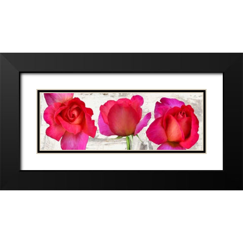 Spring Roses Black Modern Wood Framed Art Print with Double Matting by Thomlinson, Jenny