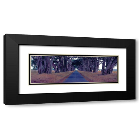 Monterey Cypress Trees Point Reyes California Black Modern Wood Framed Art Print with Double Matting by Berenholtz, Richard