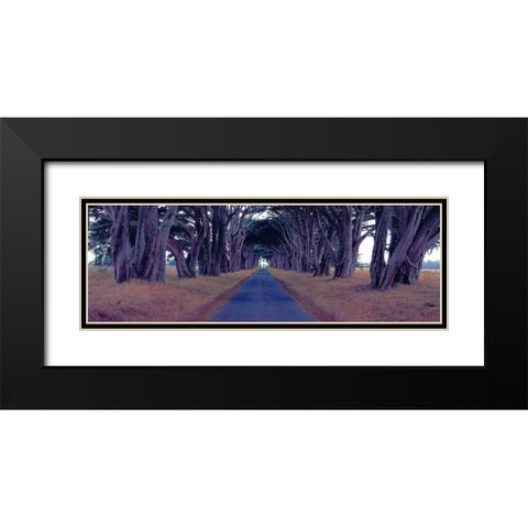 Monterey Cypress Trees Point Reyes California Black Modern Wood Framed Art Print with Double Matting by Berenholtz, Richard