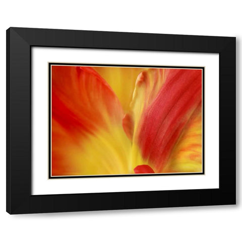 Tulipa Black Modern Wood Framed Art Print with Double Matting by Michal, Susan
