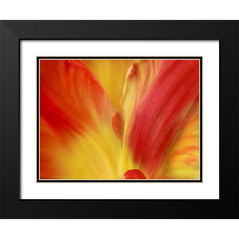 Tulipa Black Modern Wood Framed Art Print with Double Matting by Michal, Susan
