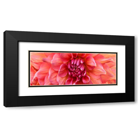 Perfect Dahlia  Black Modern Wood Framed Art Print with Double Matting by Michal, Susan
