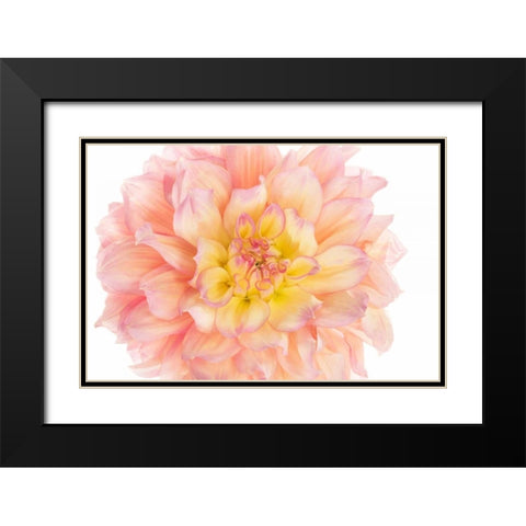 Coral Dahlia Black Modern Wood Framed Art Print with Double Matting by Michal, Susan