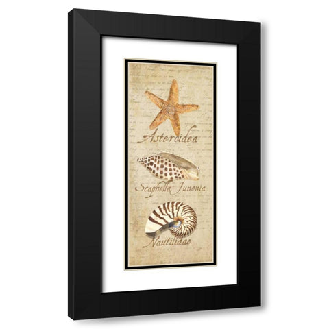 Oceanum Shell Panel Beige II Black Modern Wood Framed Art Print with Double Matting by Reed, Tara