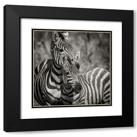 Zebra Pair Black Modern Wood Framed Art Print with Double Matting by Michal, Susan