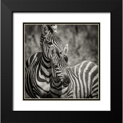 Zebra Pair Black Modern Wood Framed Art Print with Double Matting by Michal, Susan