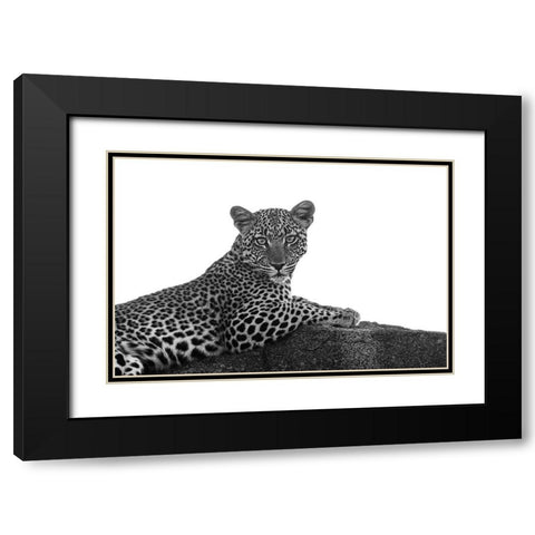Leopard in Black and White Black Modern Wood Framed Art Print with Double Matting by Michal, Susan