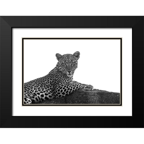 Leopard in Black and White Black Modern Wood Framed Art Print with Double Matting by Michal, Susan