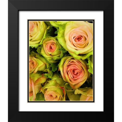 Green  And Pink Rose Bouquet Black Modern Wood Framed Art Print with Double Matting by Manelis, Jessica