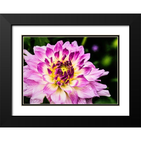 In  Full Regalia Black Modern Wood Framed Art Print with Double Matting by Manelis, Jessica
