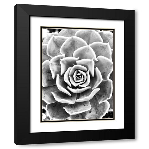 Peace  Love And Succulent black and white Black Modern Wood Framed Art Print with Double Matting by Manelis, Jessica