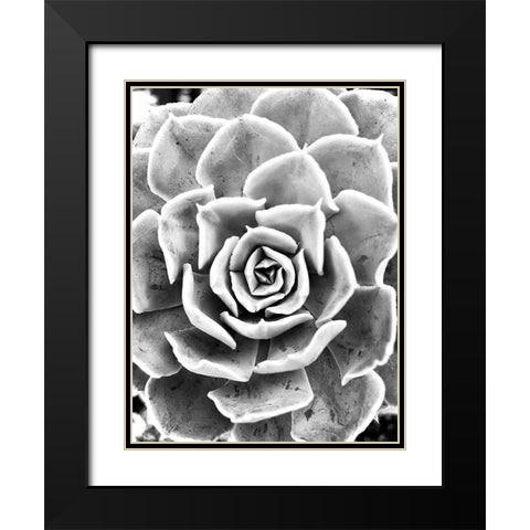 Peace  Love And Succulent black and white Black Modern Wood Framed Art Print with Double Matting by Manelis, Jessica