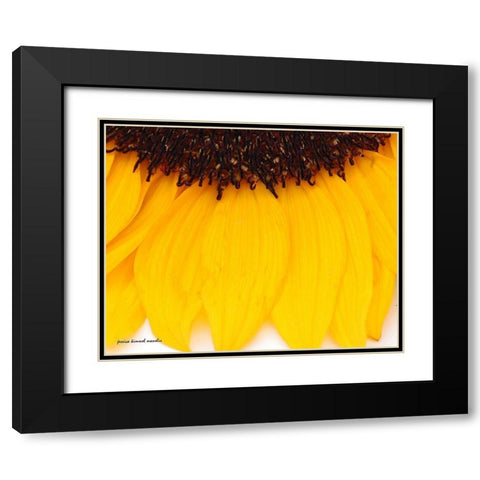 Sunflower  Closeup Black Modern Wood Framed Art Print with Double Matting by Manelis, Jessica