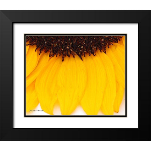 Sunflower  Closeup Black Modern Wood Framed Art Print with Double Matting by Manelis, Jessica