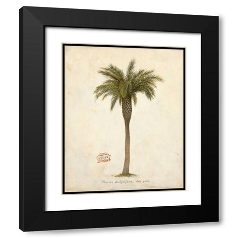 Date Palm Illustration Â Â Â Â Â Â Â Â Â Â Â Â Â Â   Black Modern Wood Framed Art Print with Double Matting by Fisk, Arnie