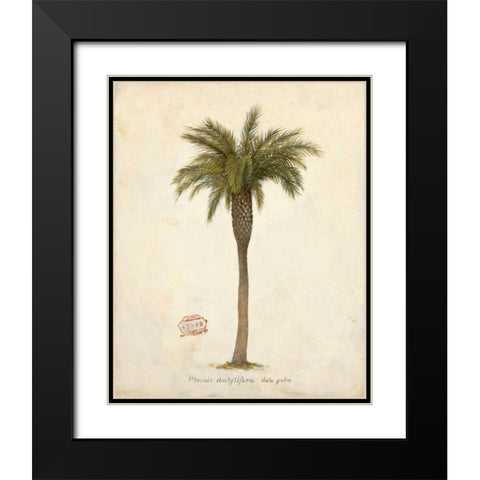 Date Palm Illustration Â Â Â Â Â Â Â Â Â Â Â Â Â Â   Black Modern Wood Framed Art Print with Double Matting by Fisk, Arnie