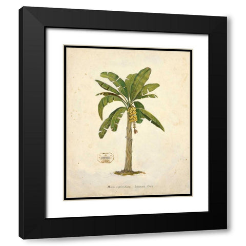 Banana Palm Illustration  Black Modern Wood Framed Art Print with Double Matting by Fisk, Arnie