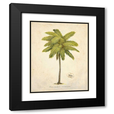 Coconut Palm Illustration  Black Modern Wood Framed Art Print with Double Matting by Fisk, Arnie