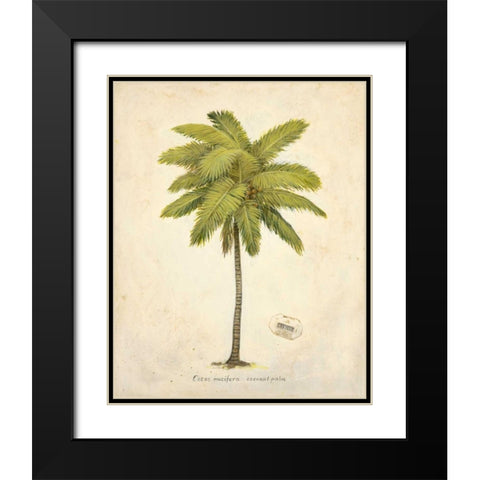 Coconut Palm Illustration  Black Modern Wood Framed Art Print with Double Matting by Fisk, Arnie