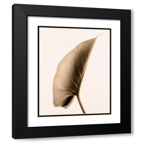 Alocasia 1 Black Modern Wood Framed Art Print with Double Matting by Greenwood, Julie