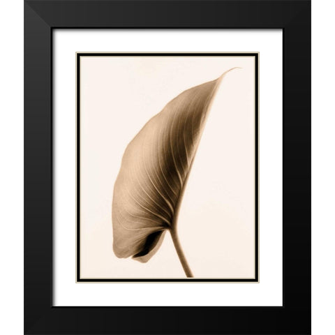 Alocasia 1 Black Modern Wood Framed Art Print with Double Matting by Greenwood, Julie