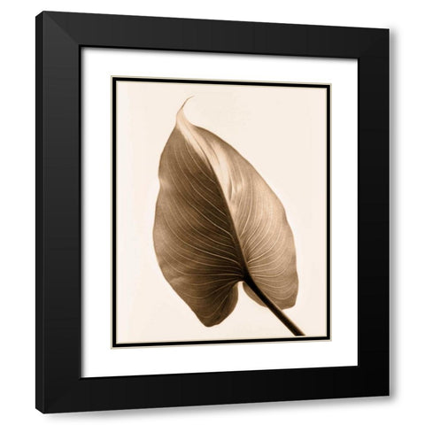 Alocasia 2 Black Modern Wood Framed Art Print with Double Matting by Greenwood, Julie