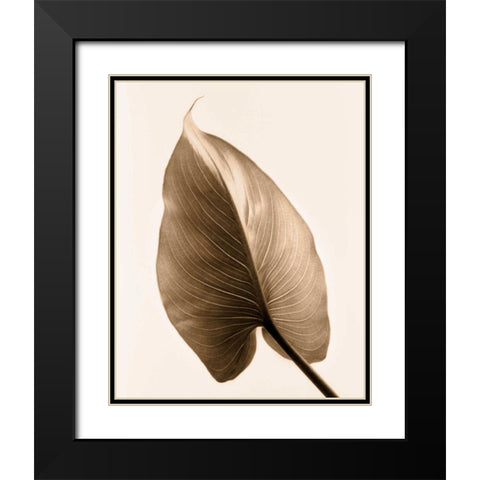 Alocasia 2 Black Modern Wood Framed Art Print with Double Matting by Greenwood, Julie