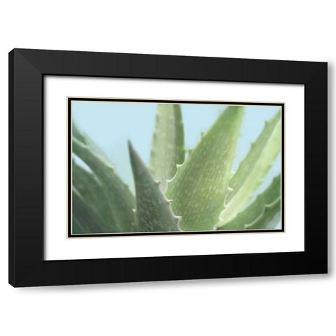 Soft Focus Succulent 1 Black Modern Wood Framed Art Print with Double Matting by Greenwood, Julie