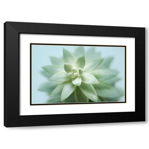 Soft Focus Succulent 2 Black Modern Wood Framed Art Print with Double Matting by Greenwood, Julie