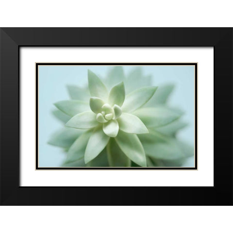 Soft Focus Succulent 2 Black Modern Wood Framed Art Print with Double Matting by Greenwood, Julie